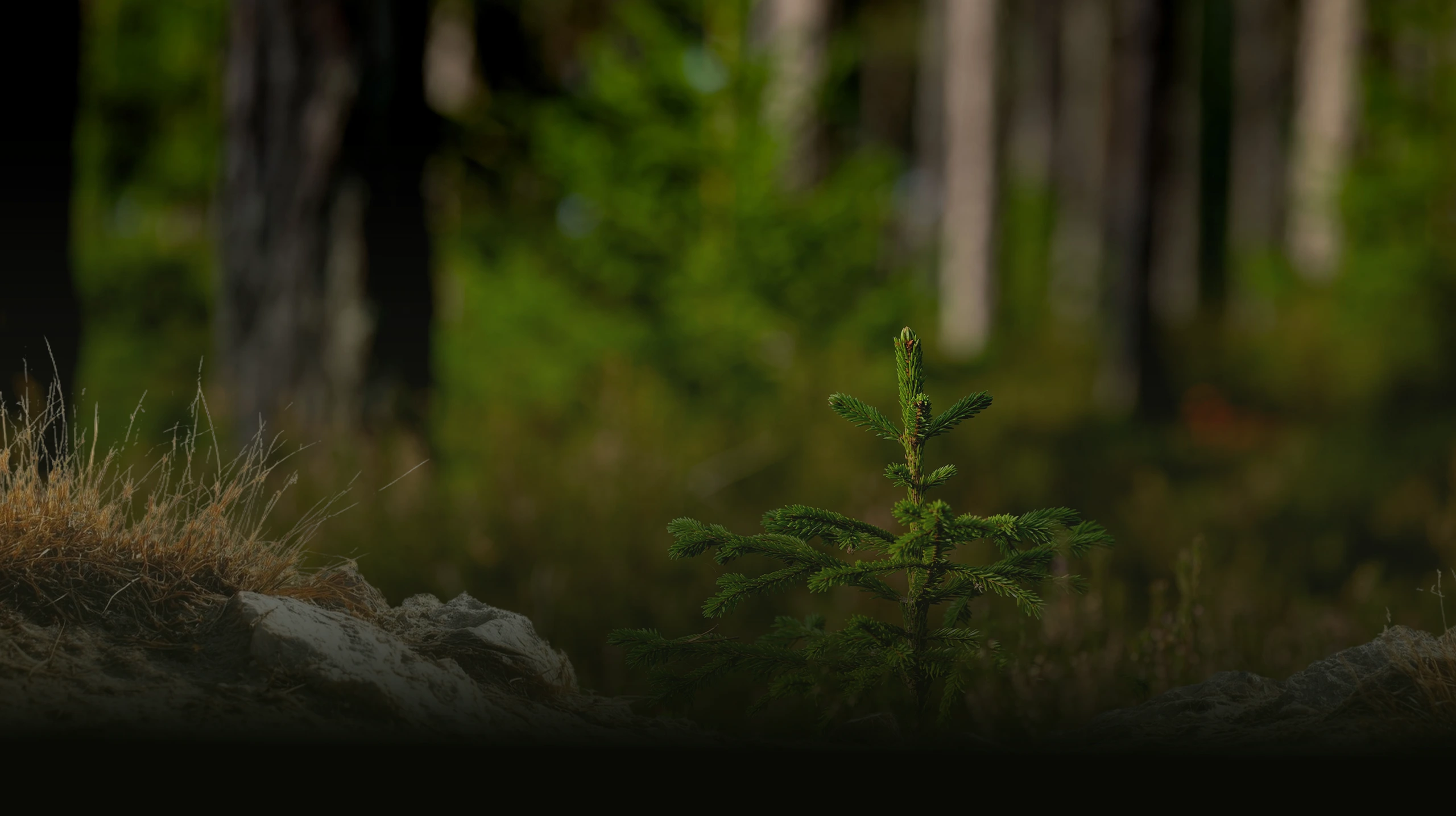 A young evergreen tree growing in a dark forest.