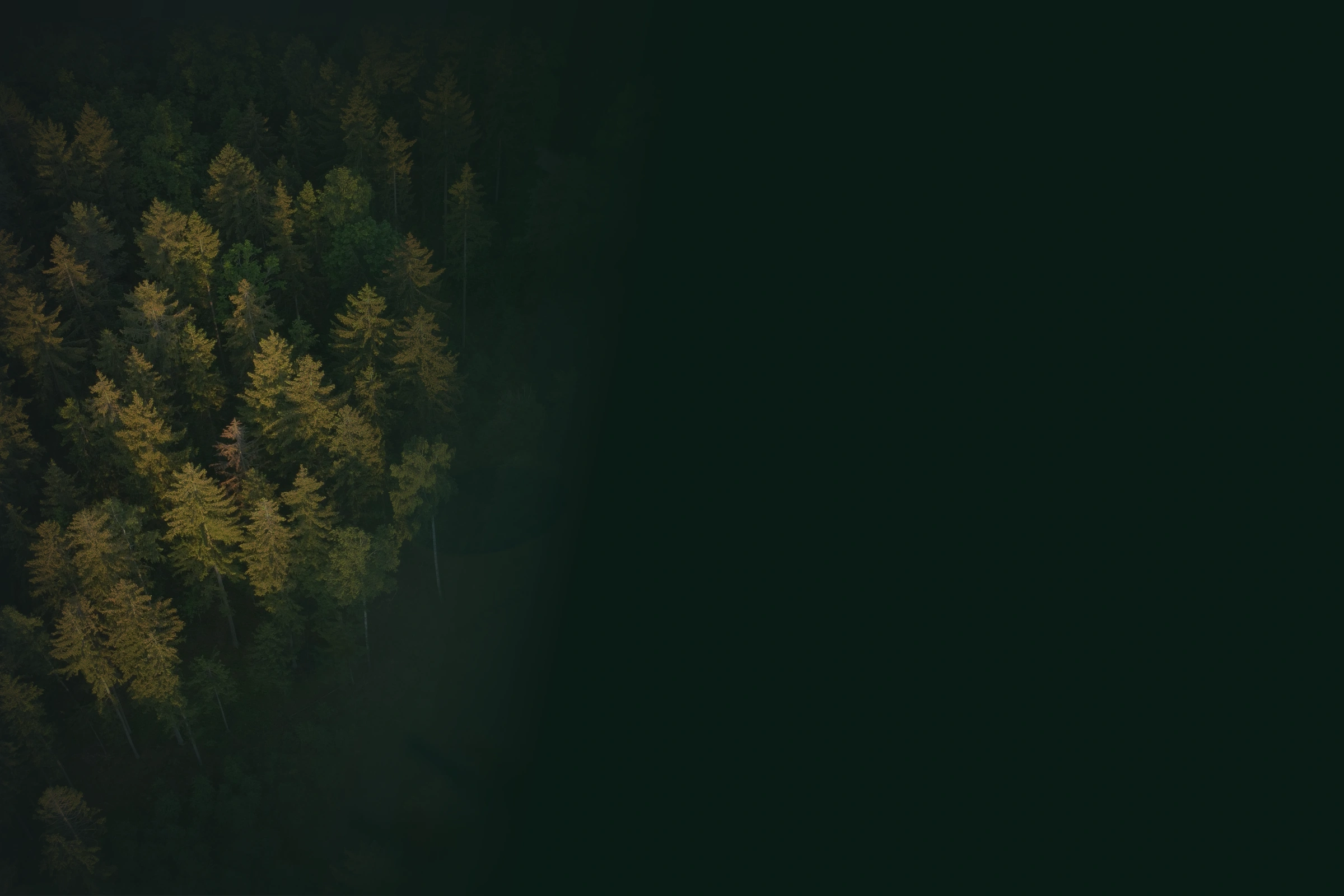 An aerial forest canopy blended with a hospitality procurement review surface.